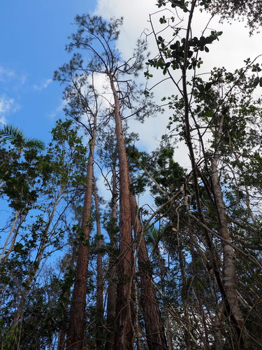 Cuban pine (Pinus cubensis)