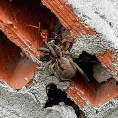 Tachypompilus mendozae