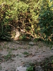 Turdus grayi