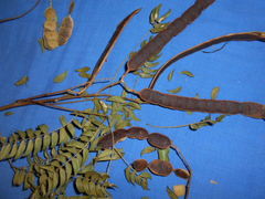 Albizia inundata