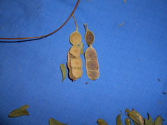 Albizia inundata