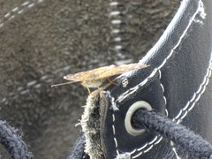 Anthanassa atronia