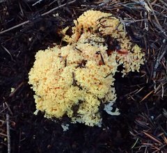 Ramaria rubricarnata