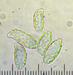 Ramaria rubricarnata
