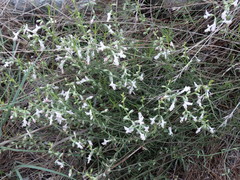 Stachys angustifolia
