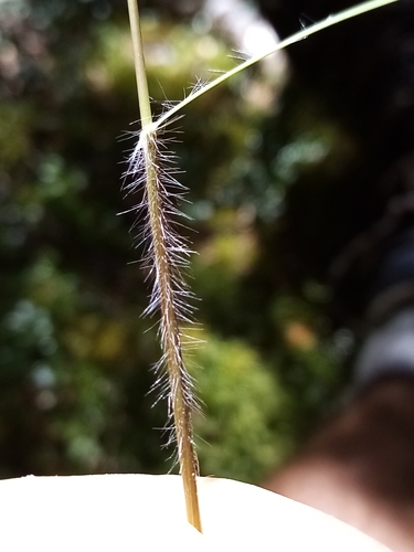 Rytidosperma gracile