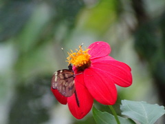 Dismorphia amphione isolda