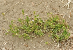 Lepidium strictum