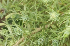 Rhopalomyia ericameriae
