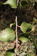 Rhus integrifolia × ovata