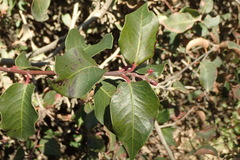 Rhus integrifolia × ovata