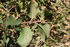 Rhus integrifolia × ovata