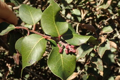 Rhus integrifolia × ovata
