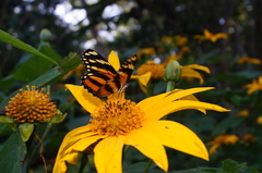 Eresia phillyra phillyra