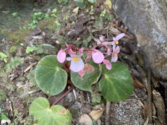 Begonia trichochila