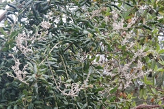 Cystotheca lanestris