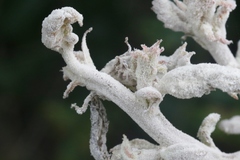 Cystotheca lanestris