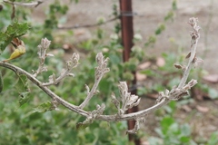 Cystotheca lanestris