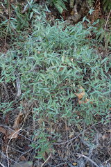 Rhinotropis cornuta fishiae