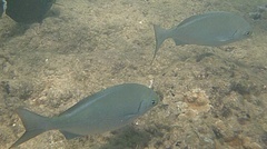 Kyphosus elegans