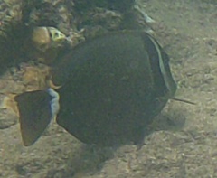 Acanthurus leucopareius