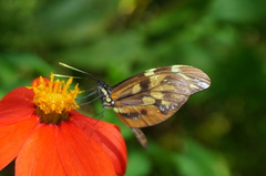 Dismorphia amphione isolda