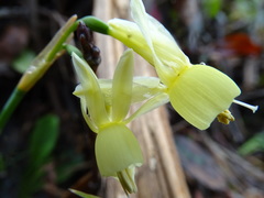 Narcissus triandrus pallidulus