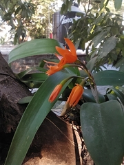 Guarianthe aurantiaca
