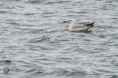 Larus cachinnans