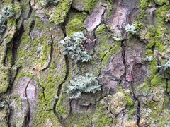 Pseudevernia furfuracea