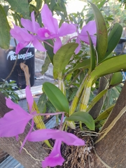 Guarianthe