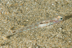 Pseudaphya ferreri