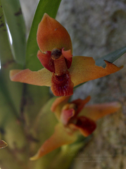 Maxillaria elatior