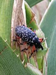 Heilipodus erythropus
