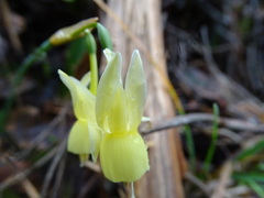 Narcissus triandrus pallidulus