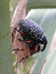 Heilipodus erythropus