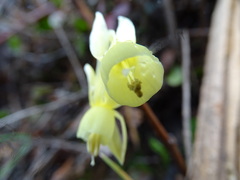 Narcissus triandrus pallidulus