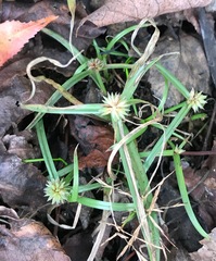 Cyperus brevifolioides