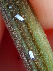 Trullifiorinia acaciae
