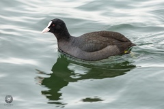 Fulica atra