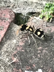 Hoplomutilla insignis