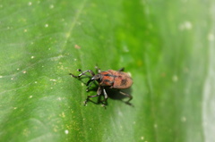 Rhodobaenus