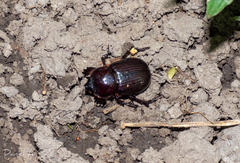 Archophileurus