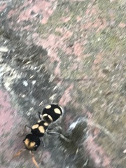 Hoplomutilla insignis