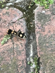 Hoplomutilla insignis