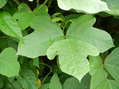 Pueraria montana lobata