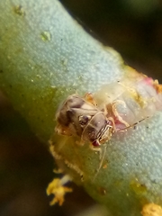 Coridromius chenopoderis