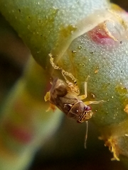 Coridromius chenopoderis