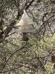 Icterus graduacauda