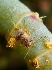 Coridromius chenopoderis